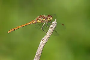 Sympetrum: Common Darter
