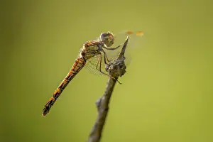 Sympetrum: Common Darter