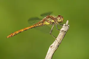 Sympetrum: Common Darter