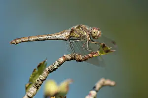 Sympetrum: Common Darter