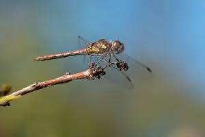 Sympetrum: Common Darter
