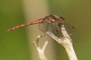 Sympetrum: Common Darter