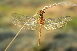 Sympetrum: Common Darter