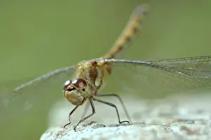 Sympetrum: Common Darter