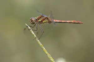 Sympetrum: Common Darter