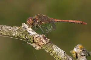 Sympetrum: Common Darter