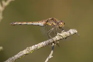 Sympetrum: Common Darter