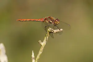 Sympetrum: Common Darter