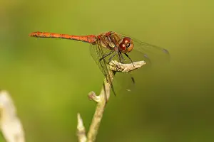 Sympetrum: Common Darter