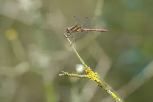 Sympetrum: Common Darter