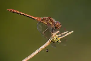 Sympetrum: Common Darter