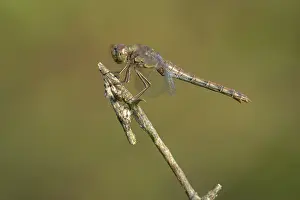 Sympetrum: Common Darter