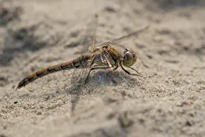 Sympetrum: Common Darter