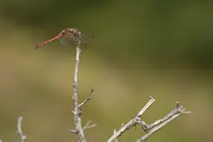 Sympetrum: Common Darter