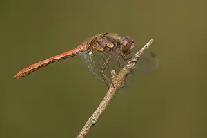 Sympetrum: Common Darter