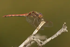 Sympetrum: Common Darter