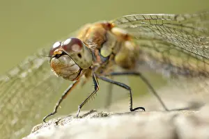 Sympetrum: Common Darter