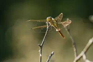 Sympetrum: Common Darter
