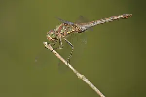 Sympetrum: Common Darter