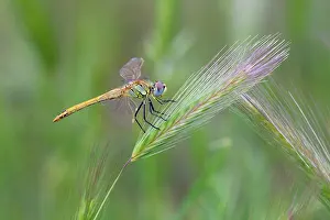 Sympetrum: Common Darter