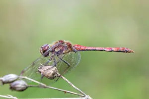 Creature: Common Darter - Dragonfly - Female - UK