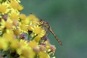 David Chapman: Common Darter - Dragonfly - Female - UK