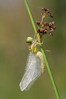 Striolatum: Common Darter Dragonfly - immature