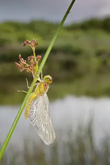Striolatum: Common Darter Dragonfly - immature