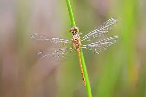 Striolatum: Common Darter Dragonfly - newly emerged male