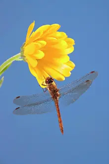 Striolatum: Common Darter Dragonfly - Perched on calendula flower