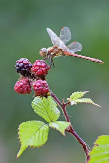 Blackberries: Common Darter Dragonfly - resting on top of Blackberries