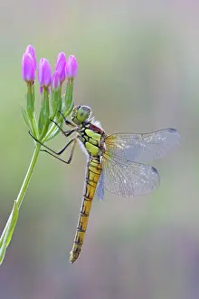 Darters: Common Darter Dragonfly - resting on Common Centaury