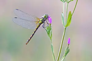 Darters: Common Darter Dragonfly - resting on Common Centaury