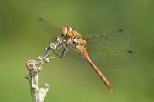 Striolatum: Common Darter Dragonfly - resting on twig