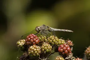 Damselfly: Common darter dragonfly (Sympetrum striolatum) adult insect resting on blackberries fruit in summer