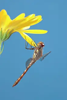 Darters: Common Darter on Flower