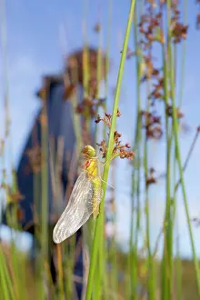 Darters: Common Darter - immature