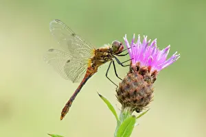 Darters: Common Darter - resting on Knapweed flower - male - August