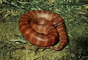 Adders: Common death adder - dangerously venomous. Uses