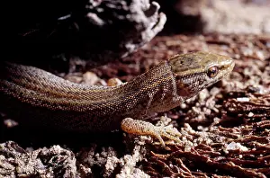 Joshua: Common (Desert) Night Lizard