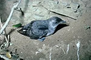 Mercury: Common Diving Petrel