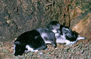 Mercury: Common Diving Petrels