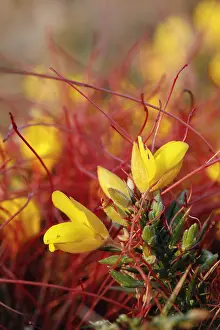 Gorse: Common Dodder on Gorse - Cornwall - UK