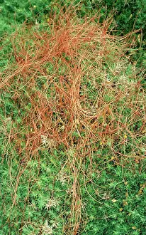 Cuscuta: Common DODDER - parasitic plant