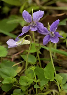 Riviniana: Common dog-violet