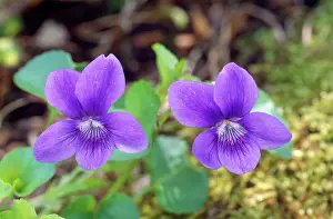 Riviniana: COMMON DOG VIOLET