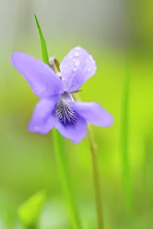 Violaceae: Common Dog violet