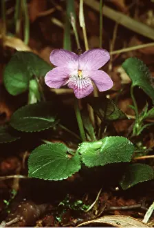 Violets: Common dog-violet