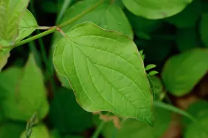 Cornus: Common Dogwood (Cornus sanguinea), Labeaume, Ardeche