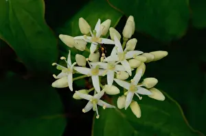Cornus: Common Dogwood (Cornus sanguinea), Labeaume, Ardeche